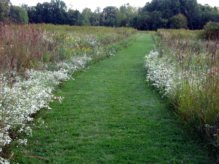 A prairie path in full summer (Credit: Celia Place)