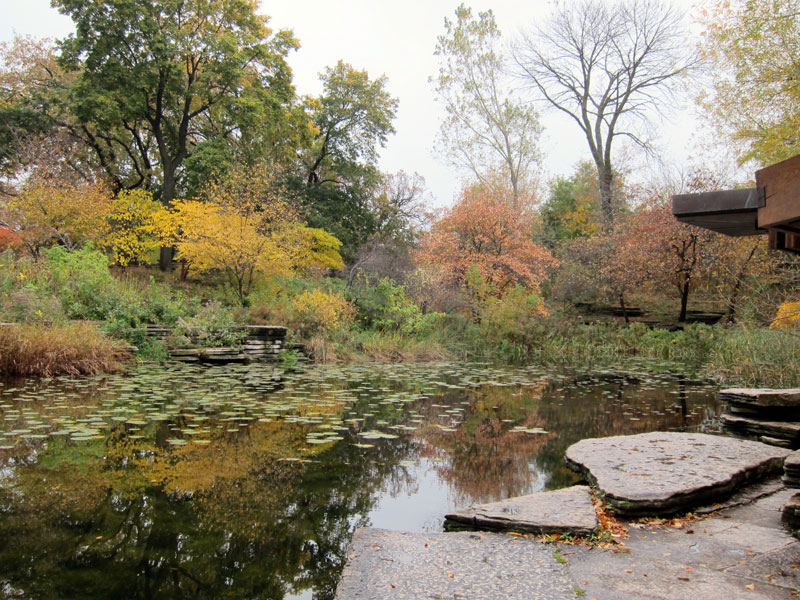 The Lily Pond in Autumn (Credit: Celia Her City)