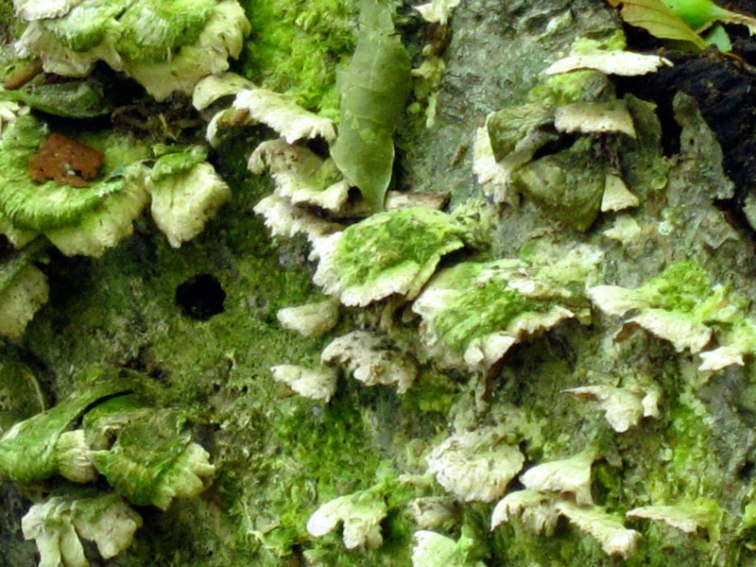 Moss on fungus, © 2013 Celia Her City