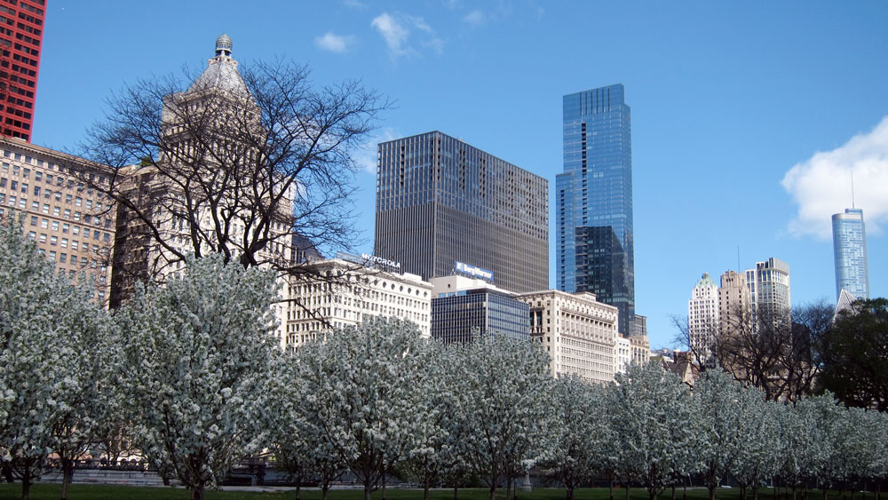 Chicago skyline with grey trees, © 2013 Celia Her City